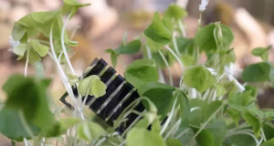 Módulo solar biodegradable para sensores agrícolas